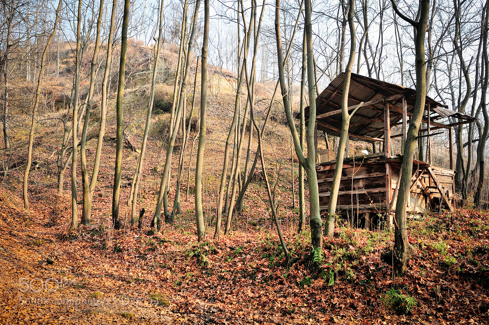 Nikon D700 sample photo. Woods photography