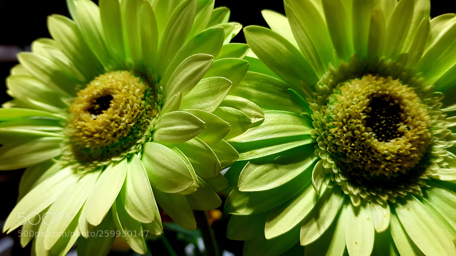 Samsung Galaxy S8+ sample photo. Eyes of nature photography