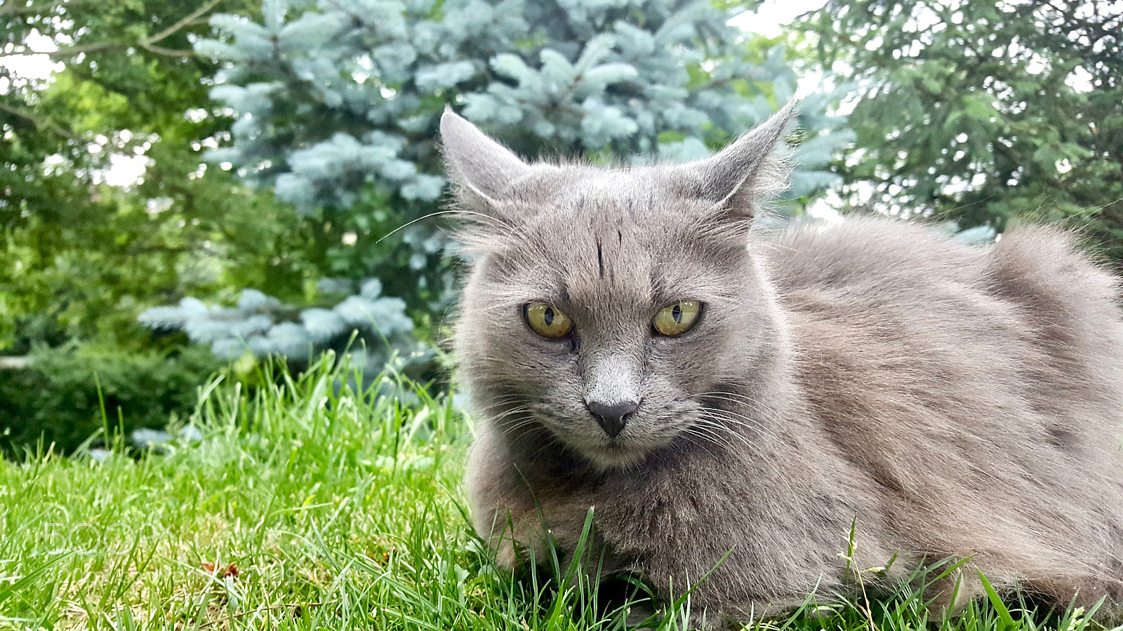 Samsung Galaxy Note5 sample photo. Spring garden photography