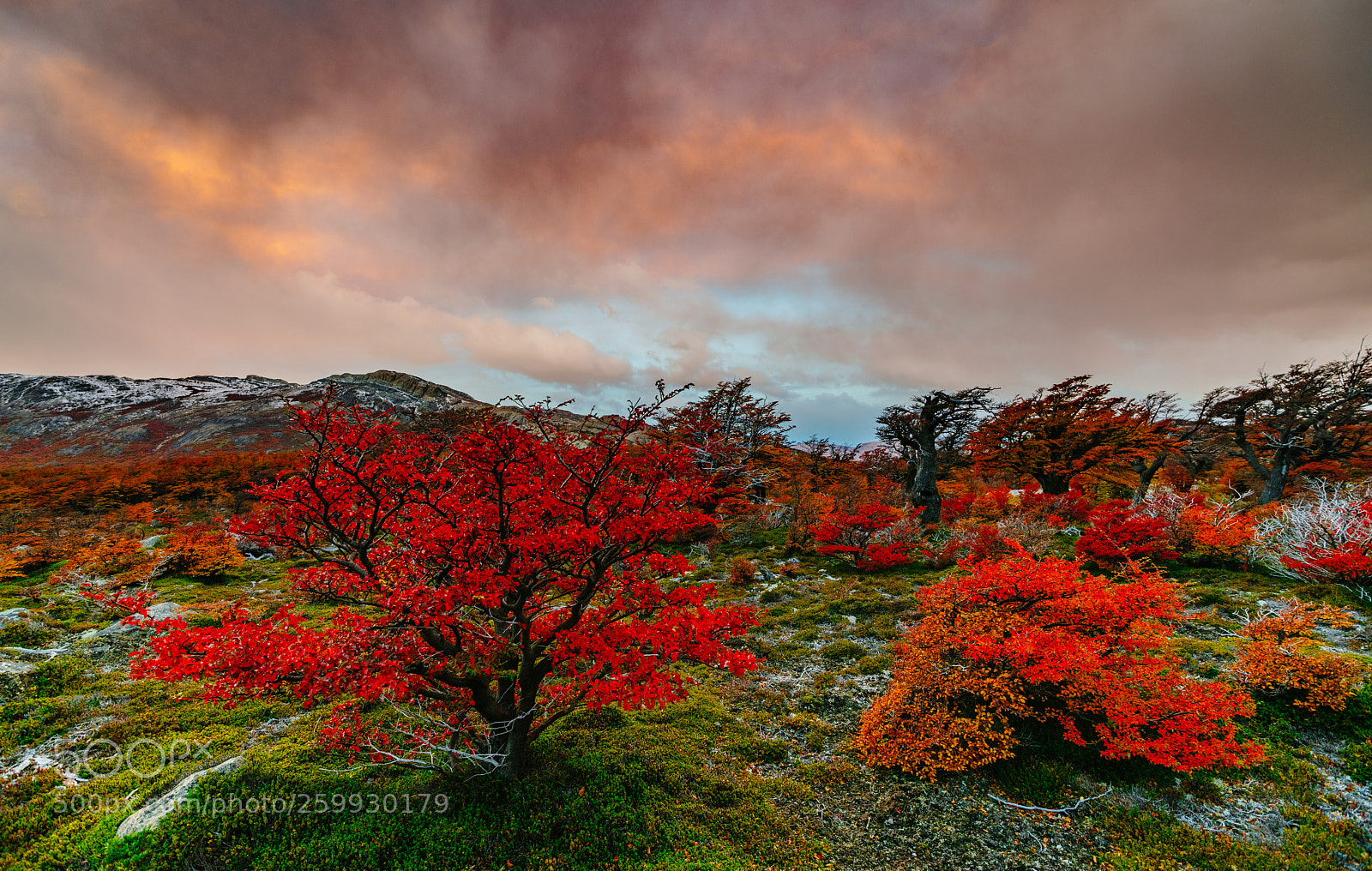 Sony a99 II sample photo. Landscape with autumn trees photography