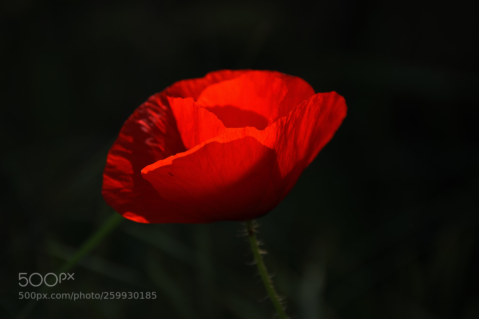 Canon EOS 1300D (EOS Rebel T6 / EOS Kiss X80) sample photo. Red poppy in the photography