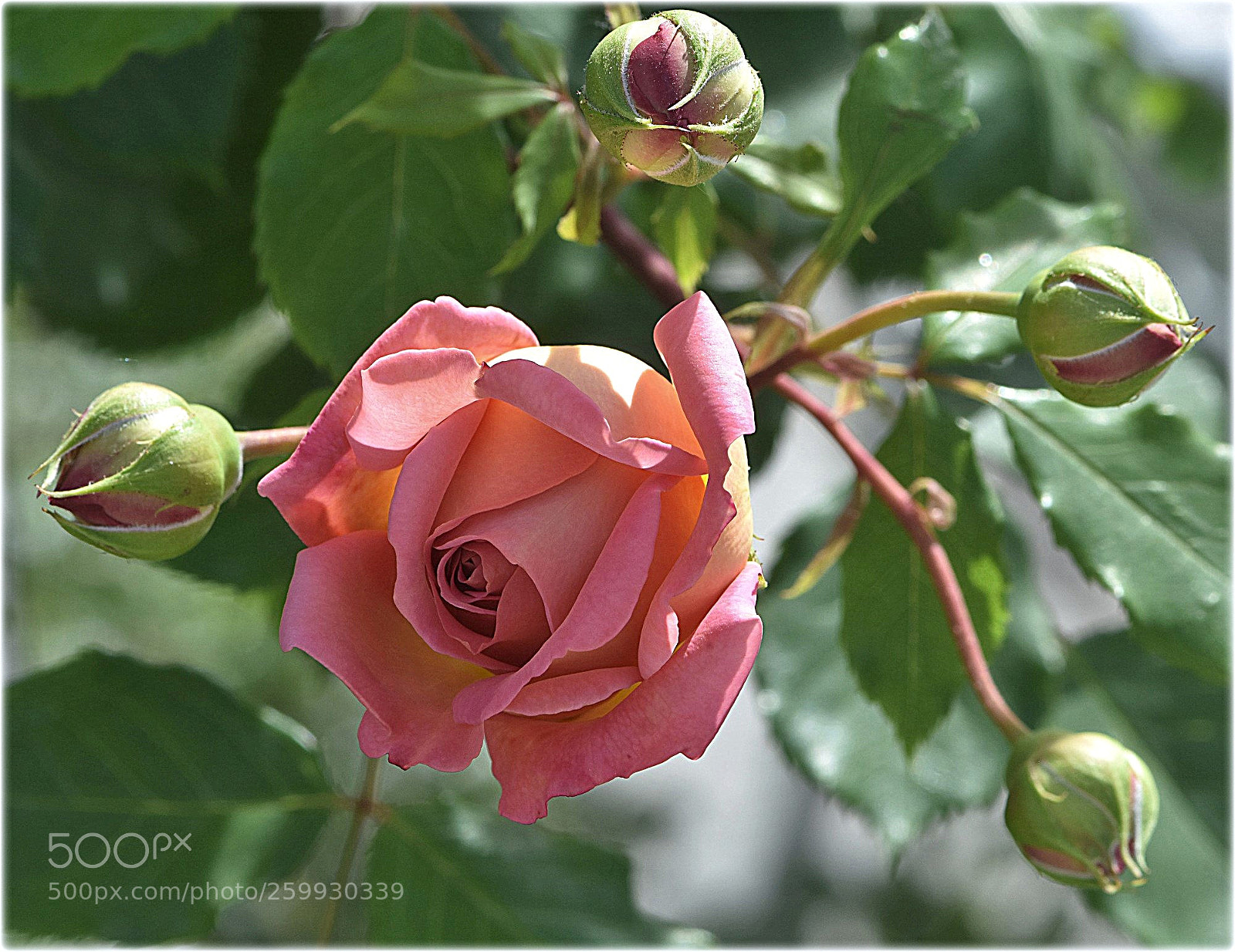 Nikon D7200 sample photo. "rose" photography