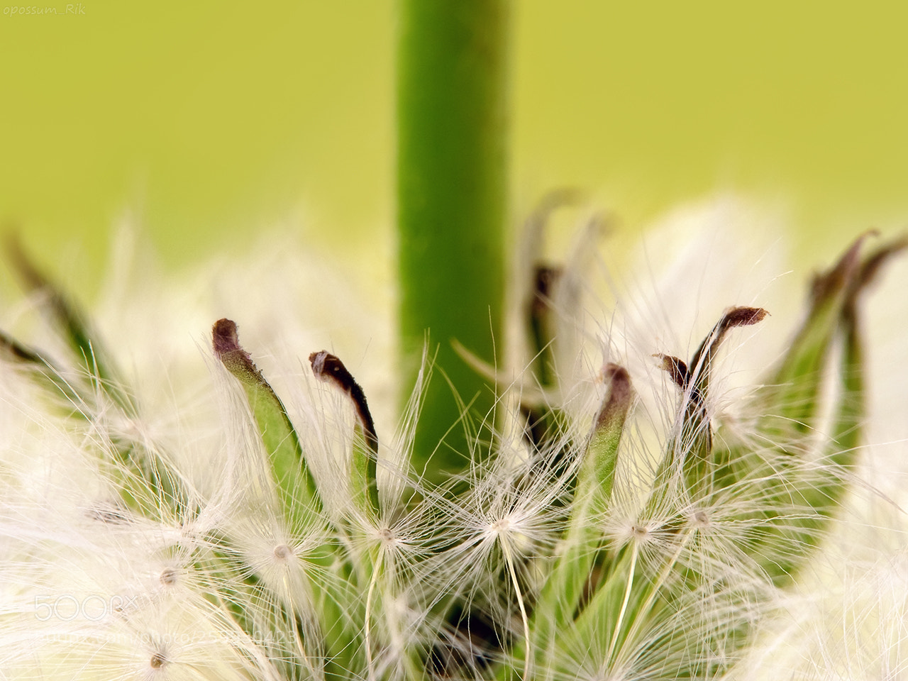 Panasonic Lumix DMC-FZ1000 sample photo. Dandelion photography