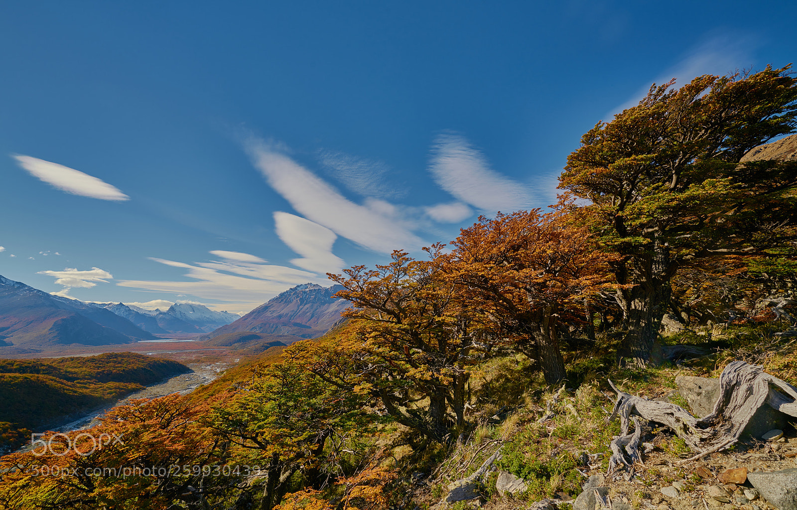 Sony a7R II sample photo. Landscape with autumn trees photography