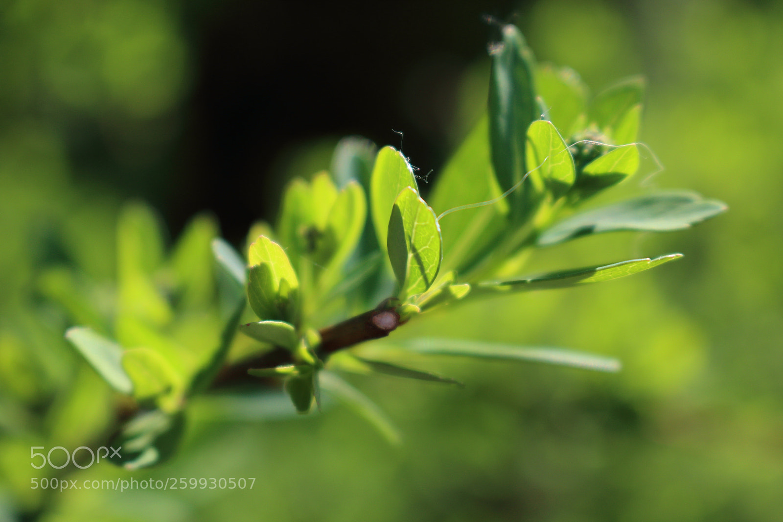 Canon EOS 70D sample photo. Leaves in the light photography