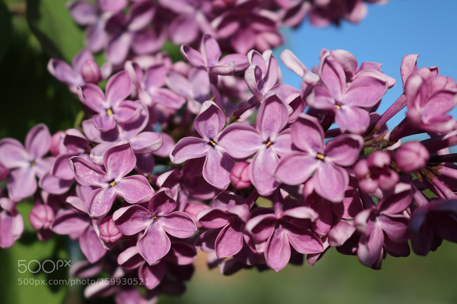 Canon EOS 70D sample photo. Spring lilac photography