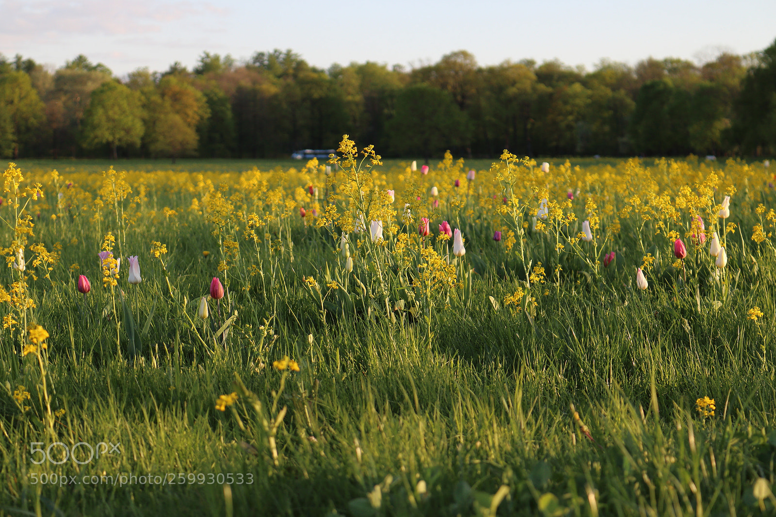 Canon EOS 70D sample photo. Flower field photography