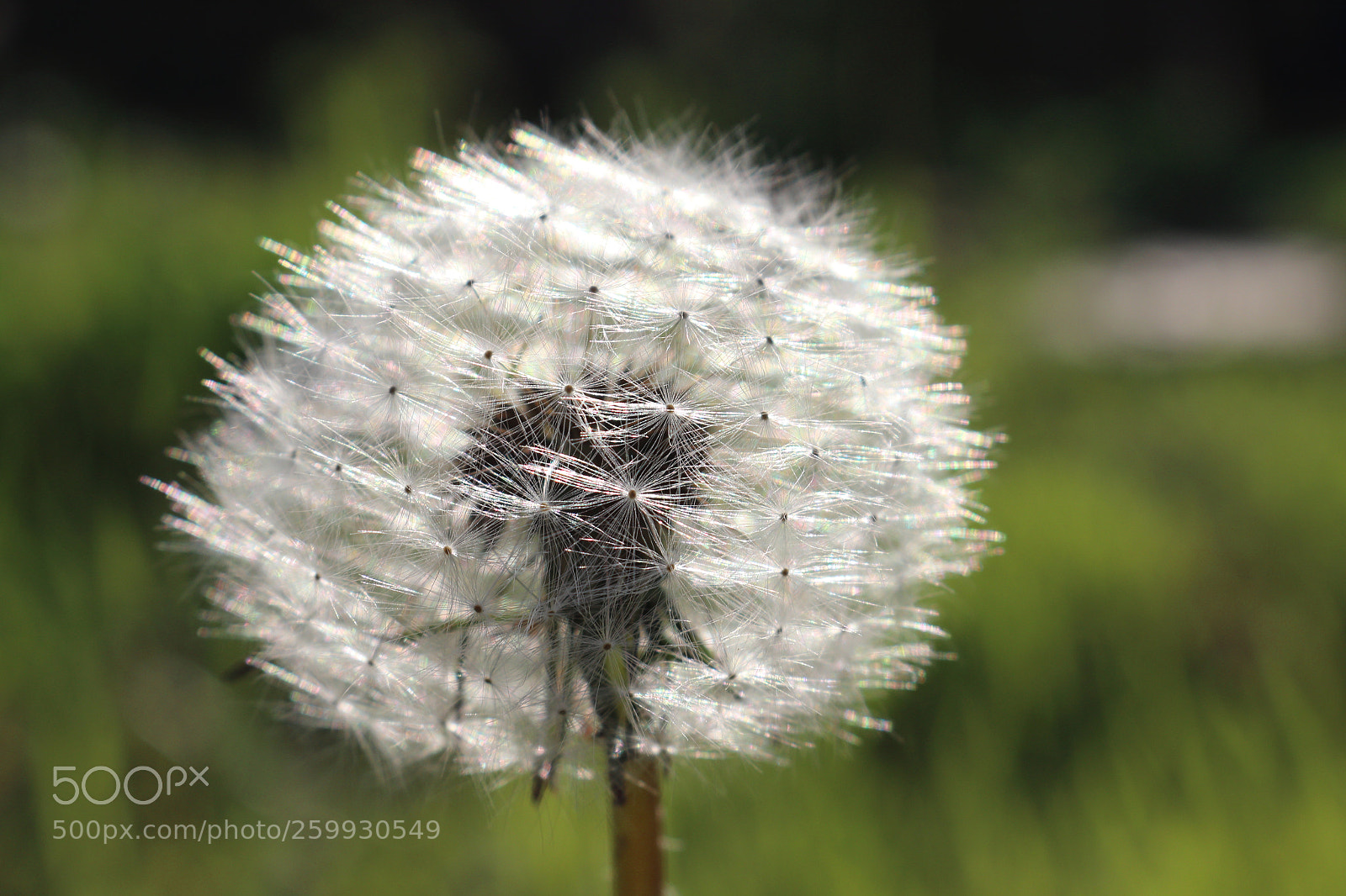Canon EOS 70D sample photo. Dandelion blooms photography