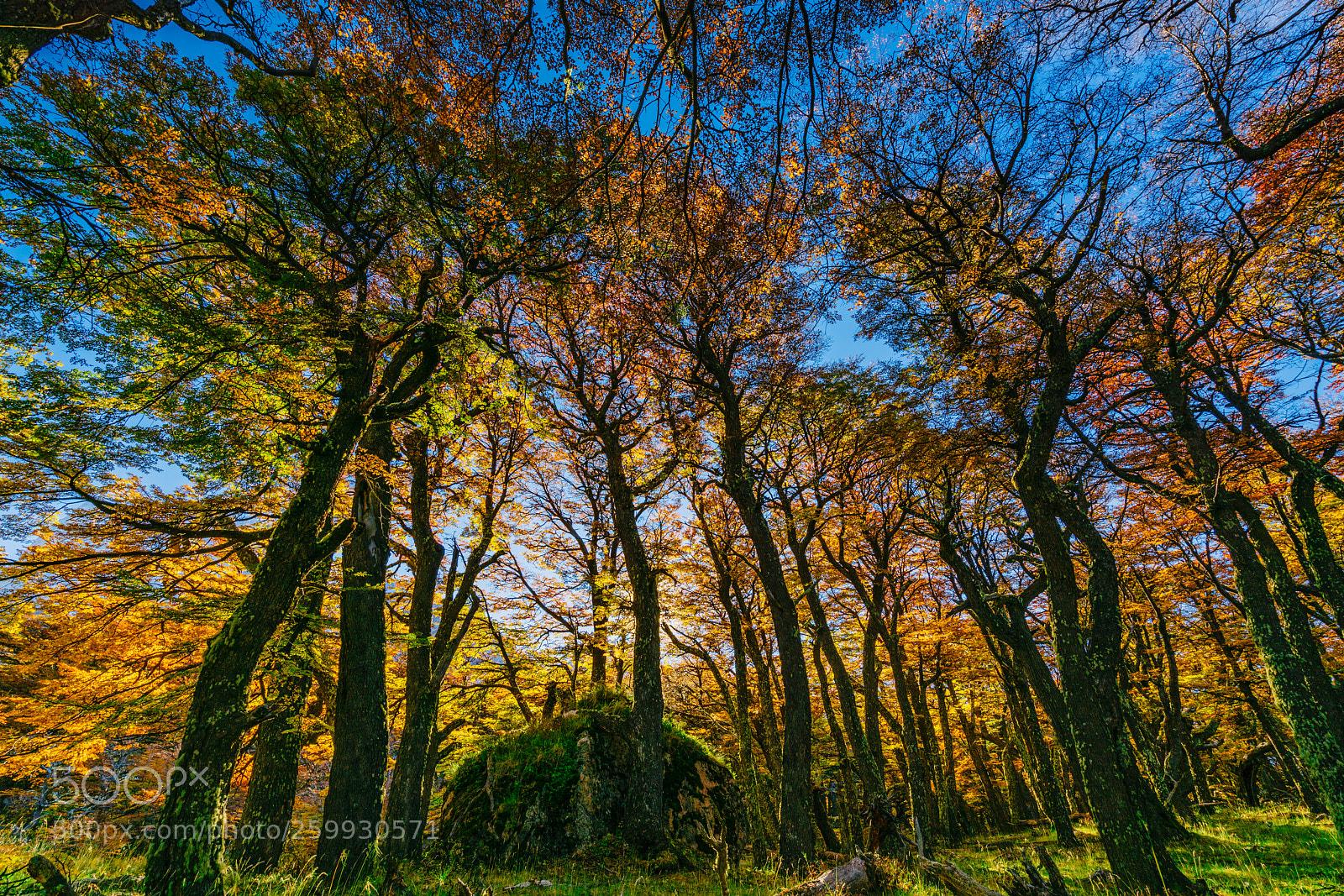 Sony a7R II sample photo. Landscape with autumn trees photography