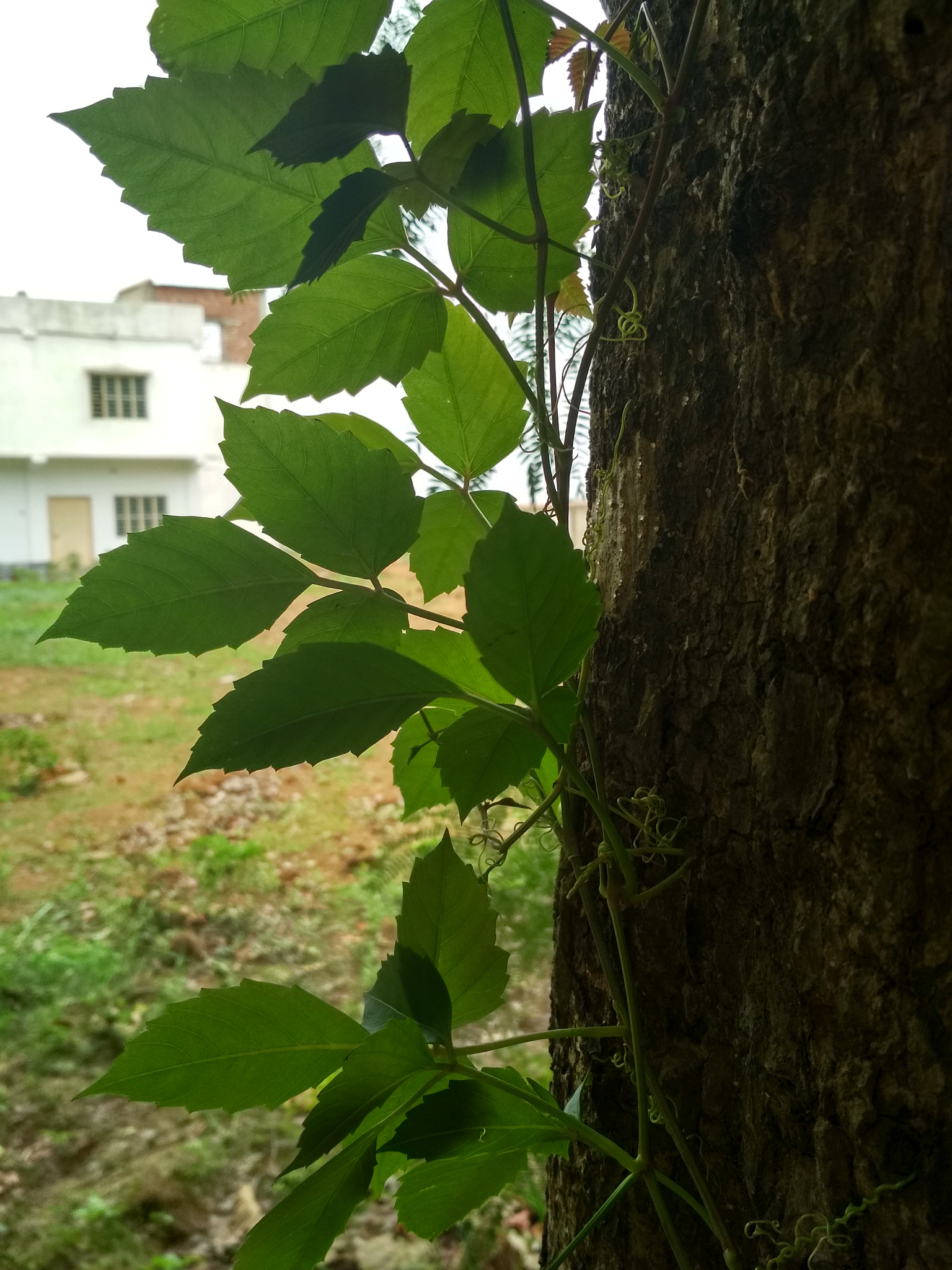 Xiaomi Redmi 4 Pro sample photo