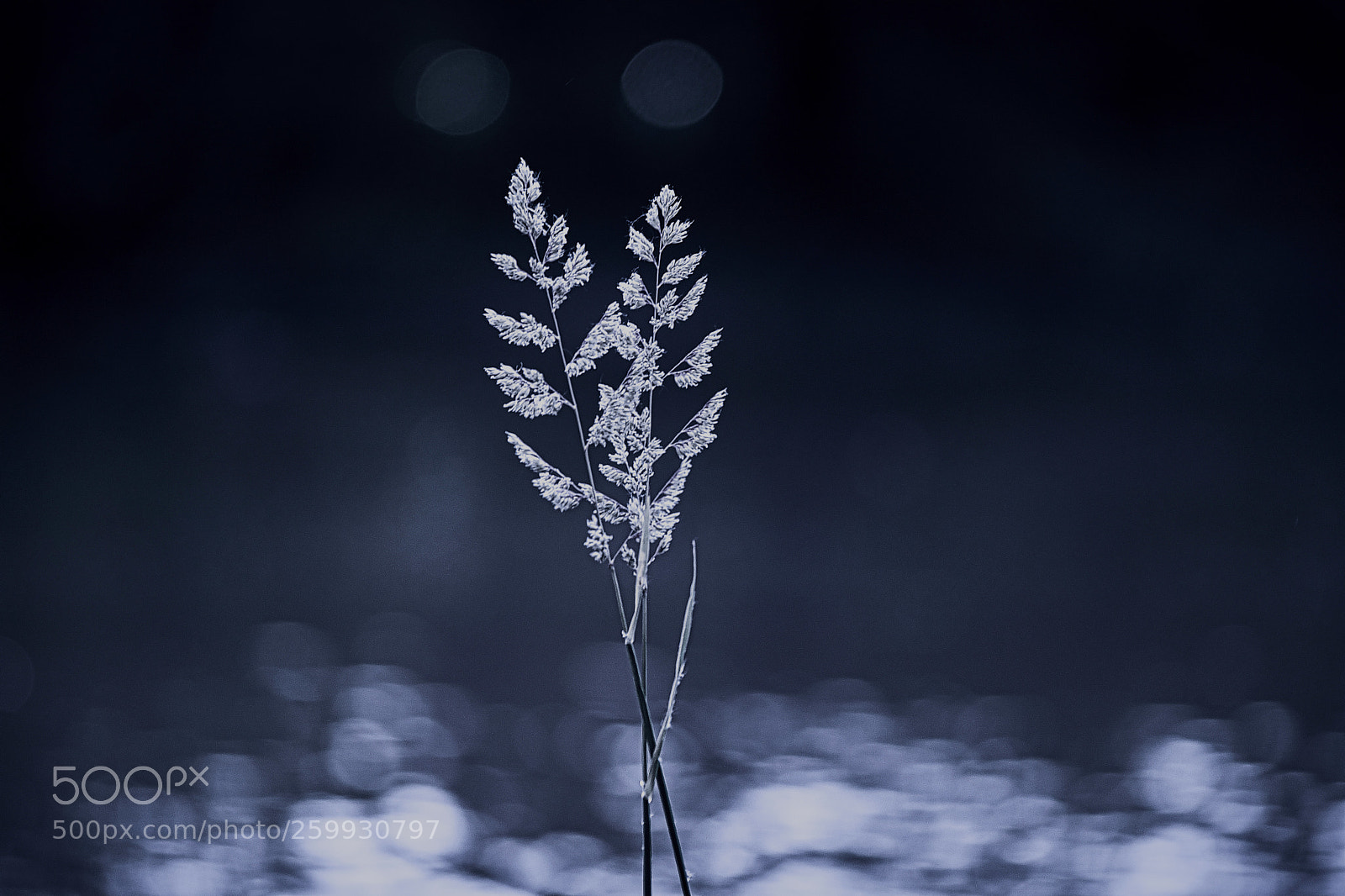 Nikon D500 sample photo. Ultraviolet photography