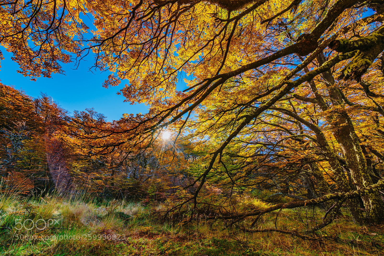 Sony a7R II sample photo. Landscape with autumn trees photography