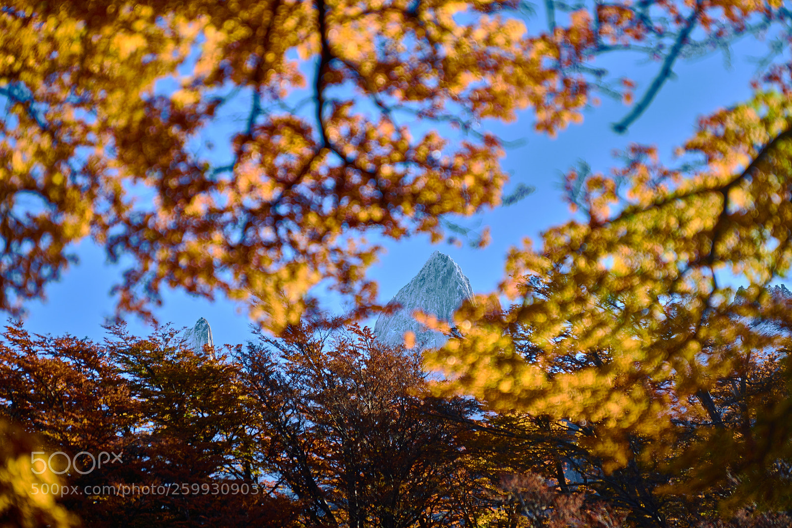 Sony a99 II sample photo. Landscape with autumn trees photography