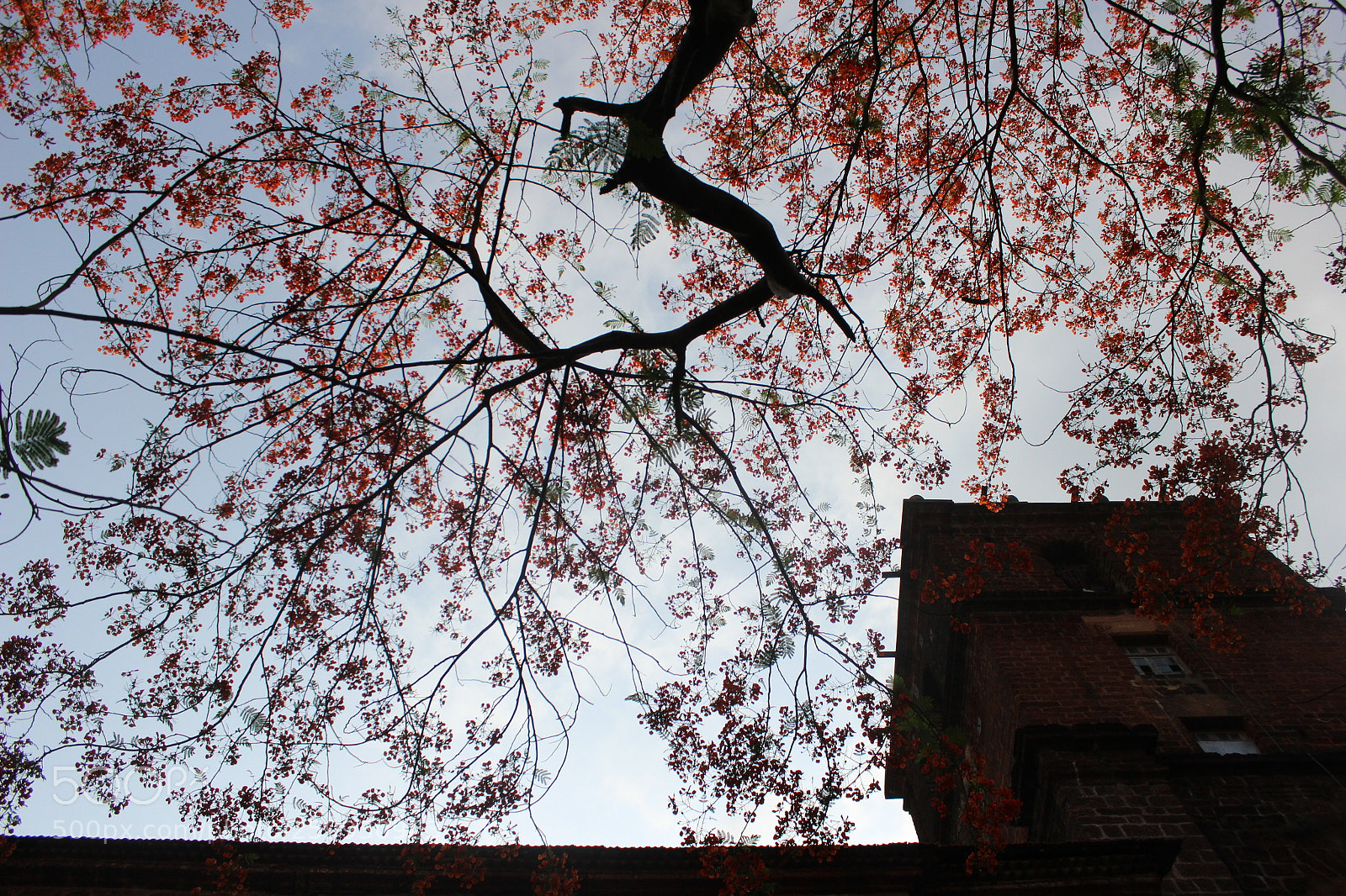 Canon EOS 600D (Rebel EOS T3i / EOS Kiss X5) sample photo. Flowers and sky photography