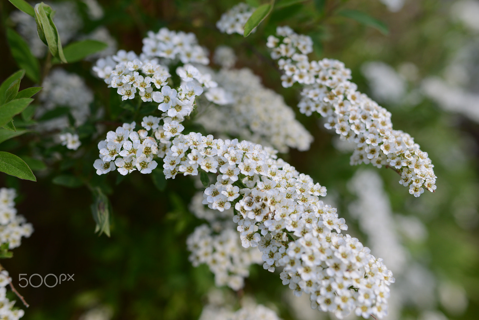 Nikon AF-S Nikkor 28mm F1.8G sample photo. Spiraea grefsheim photography