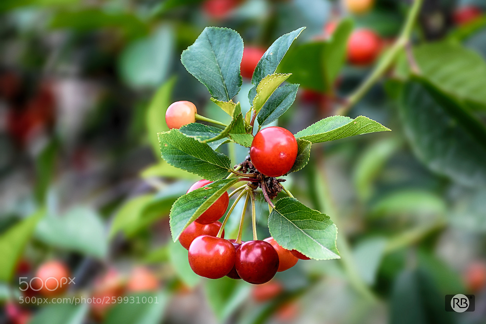 Nikon D7100 sample photo. Untitled photography