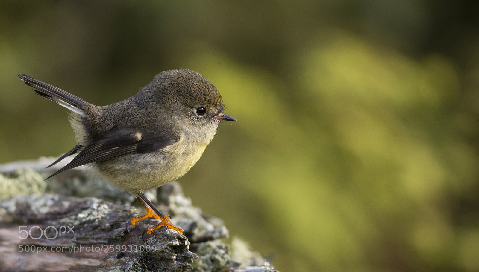 Canon EOS 6D sample photo. Tomtit theme continues photography