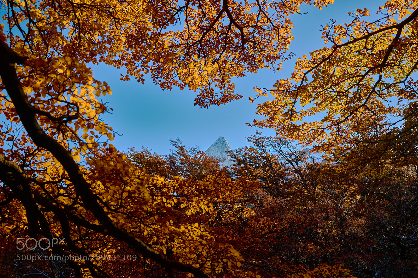 Sony a99 II sample photo. Landscape with autumn trees photography