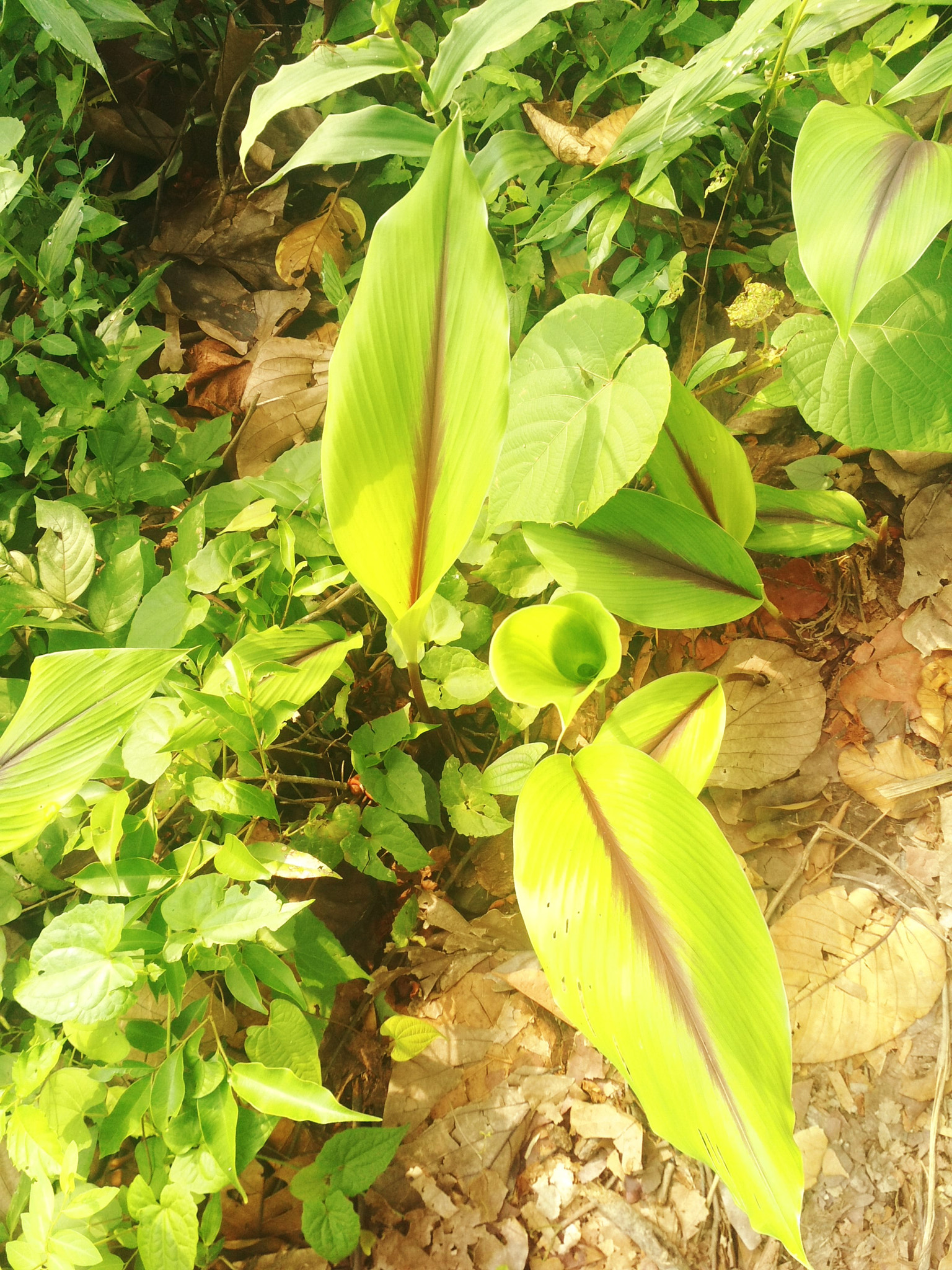 Xiaomi Redmi 4 Pro sample photo