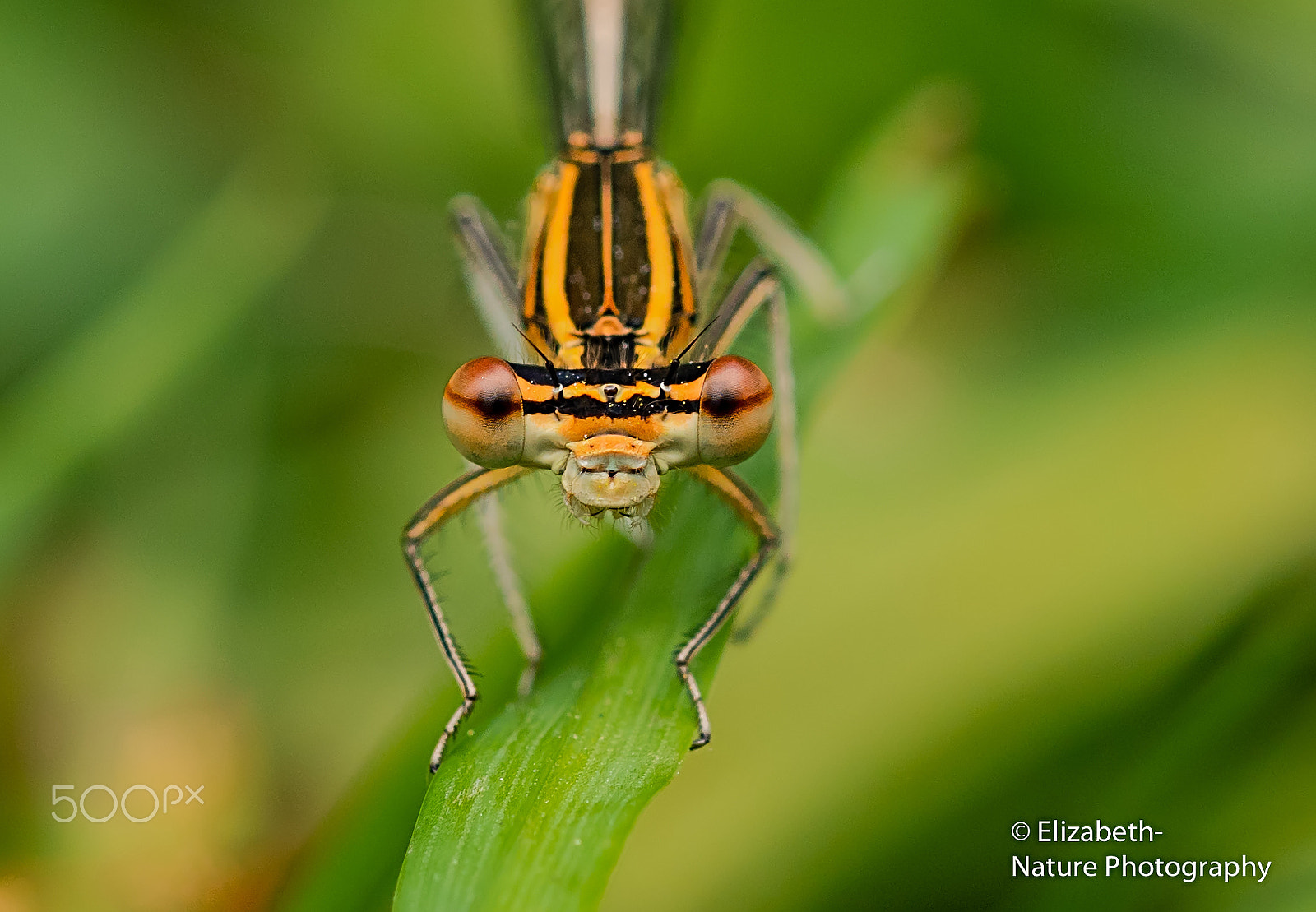 Sigma 105mm F2.8 EX DG OS HSM sample photo. Look into my eyes photography