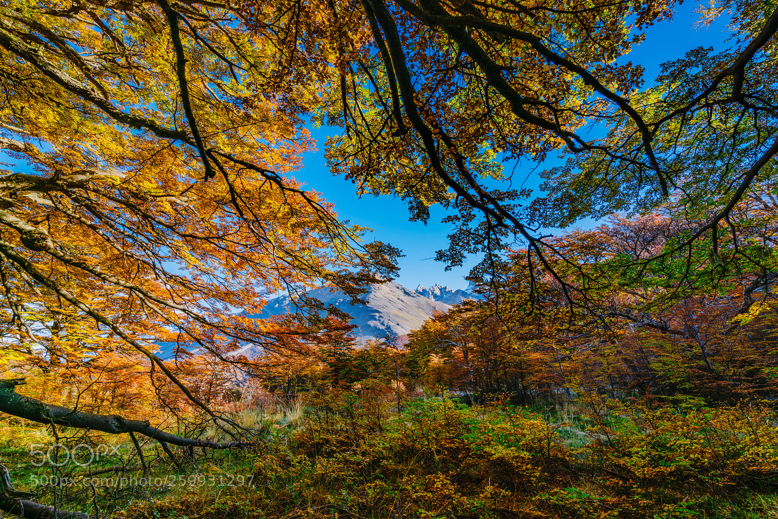 Sony a7R II sample photo. Landscape with autumn trees photography