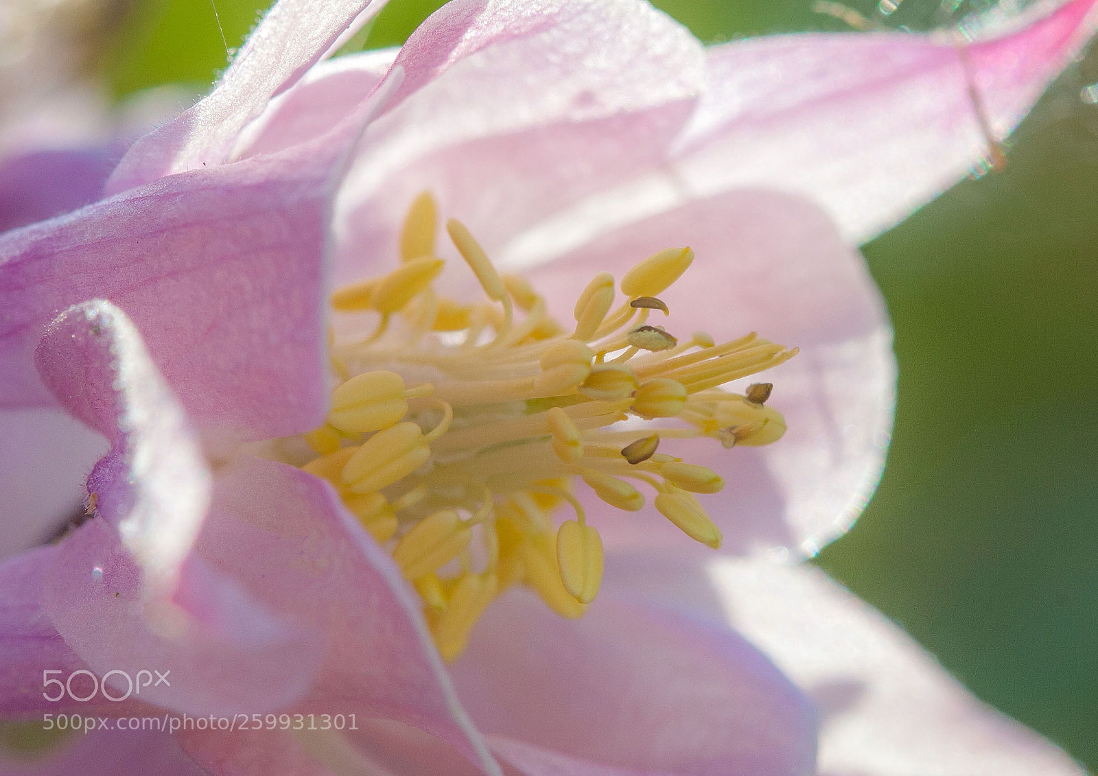 Canon EOS 5D Mark II sample photo. Delicate photography
