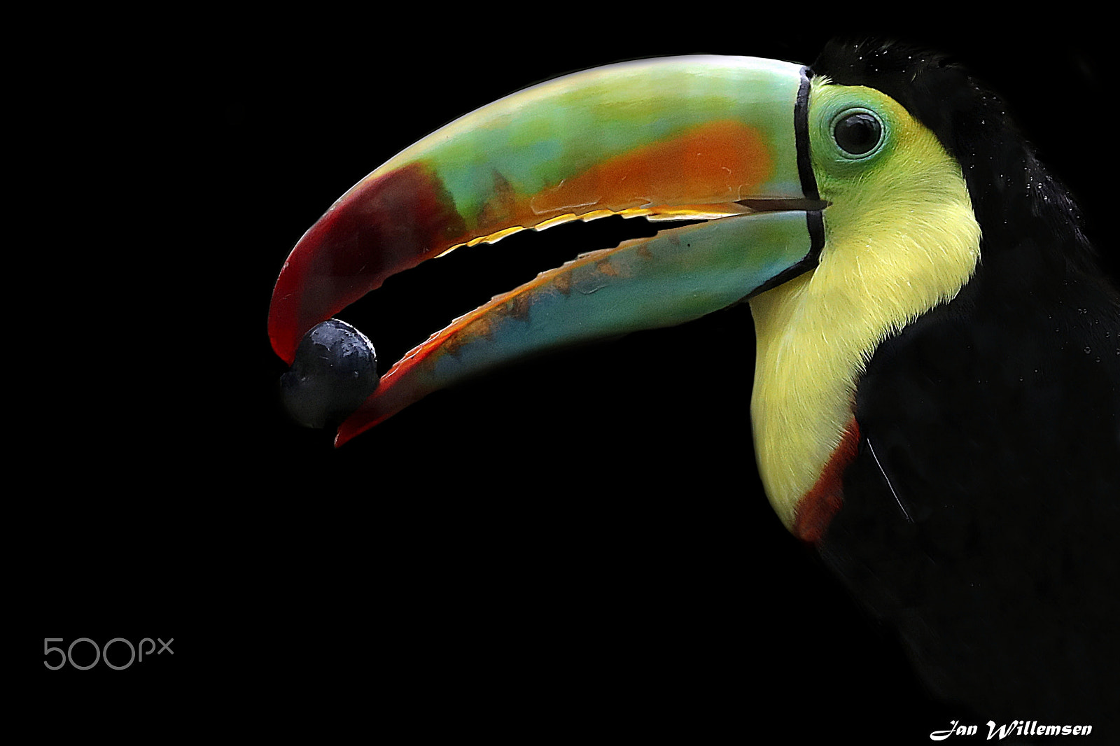 Canon EOS-1D X Mark II + Canon EF 300mm F2.8L IS II USM sample photo. Keel-billed toucan photography
