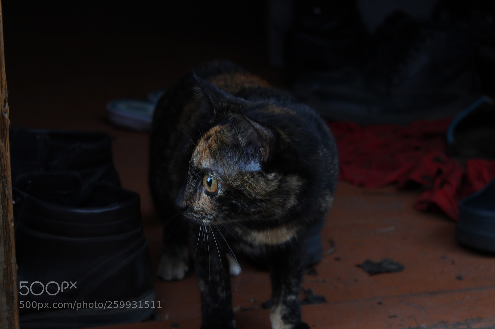 Canon EOS 1300D (EOS Rebel T6 / EOS Kiss X80) sample photo. Pesha in the village 1 photography