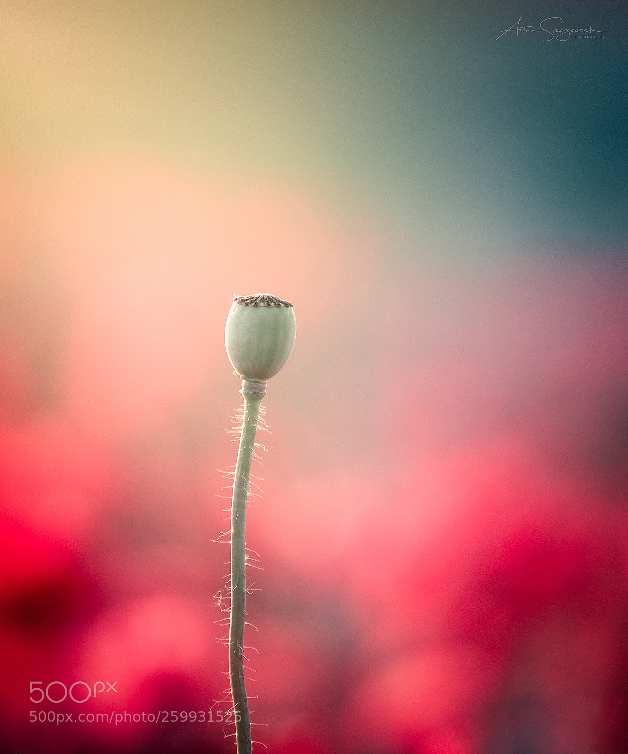 Nikon D7100 sample photo. Poppy art photography