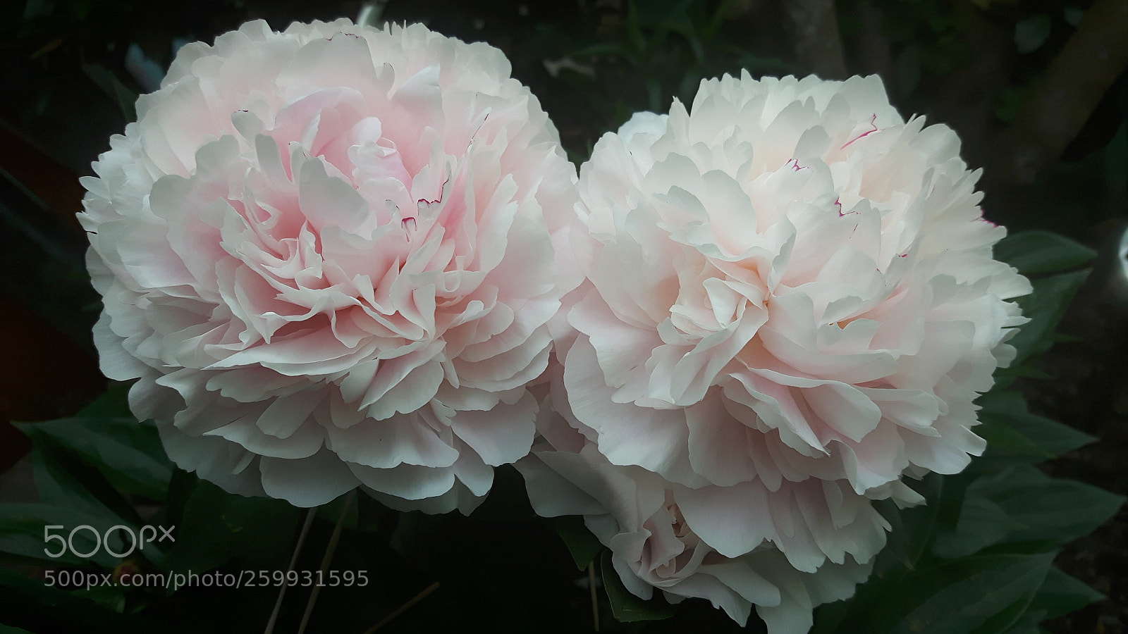 Samsung Galaxy S5 Neo sample photo. Flower in my garden... photography