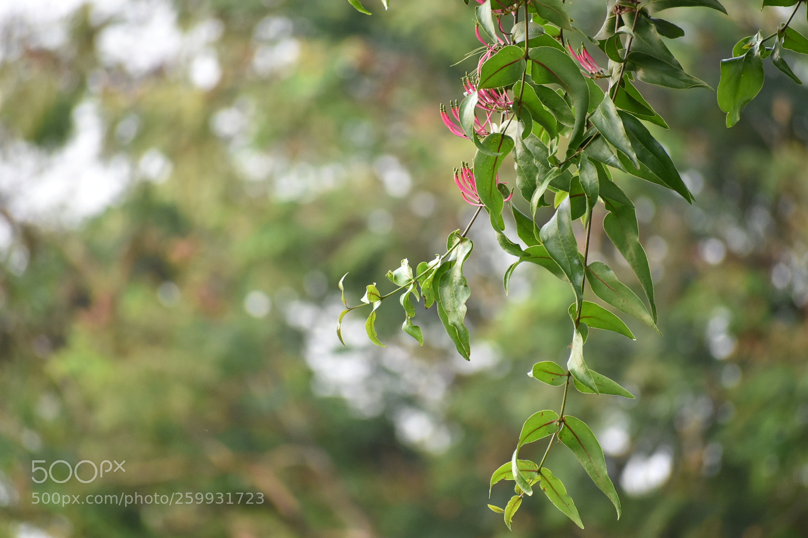 Nikon D3400 sample photo. Pink flower photography