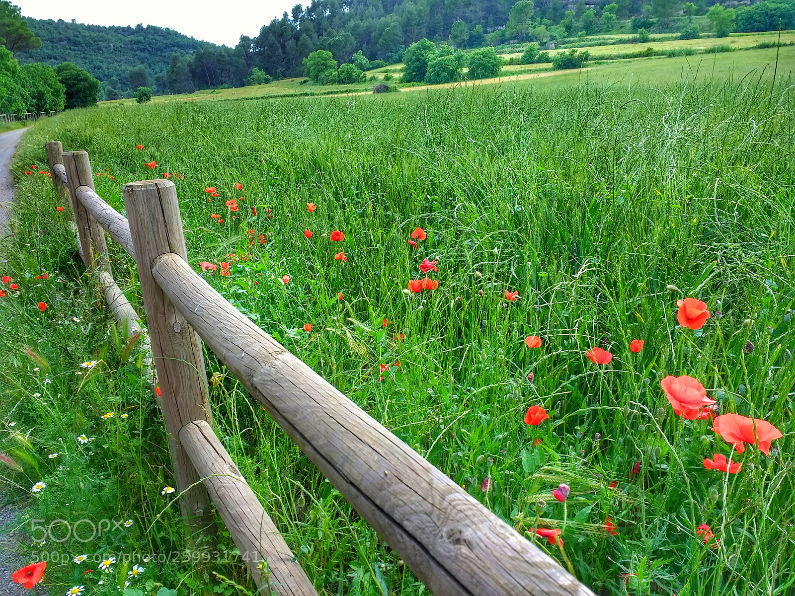 Motorola Moto G (4) sample photo. Campo photography