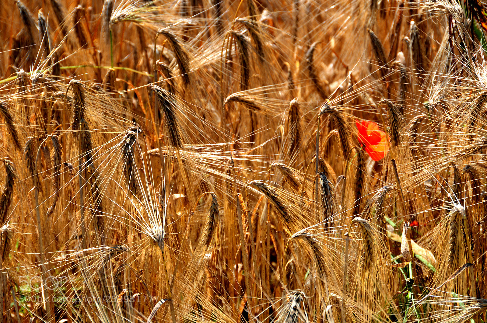 Nikon D300 sample photo. Solo player remastered photography