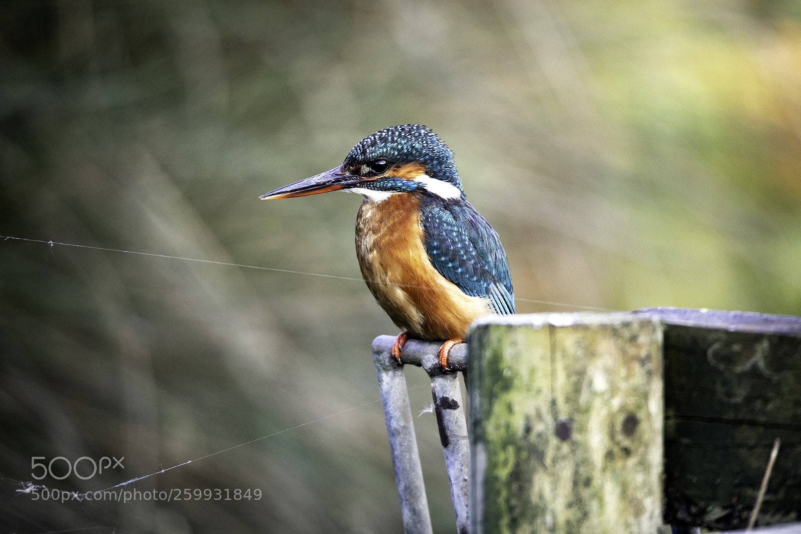 Canon EOS 5D Mark IV sample photo. Kingfisher photography