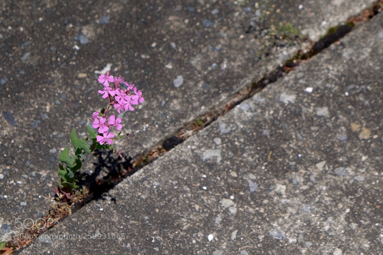 Fujifilm X-T1 sample photo. Sidewalk beauty photography