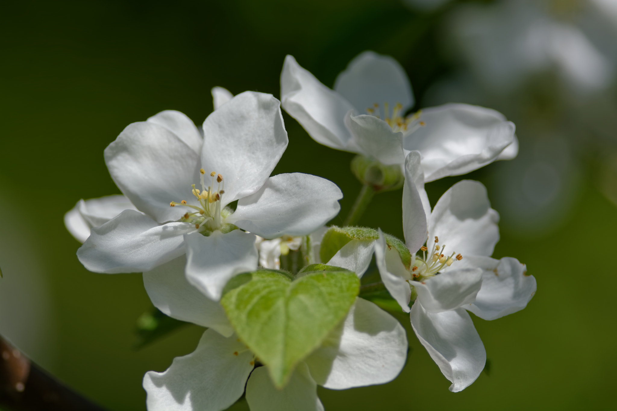 Nikon AF-S Nikkor 300mm F4D ED-IF sample photo. Apple flowers photography