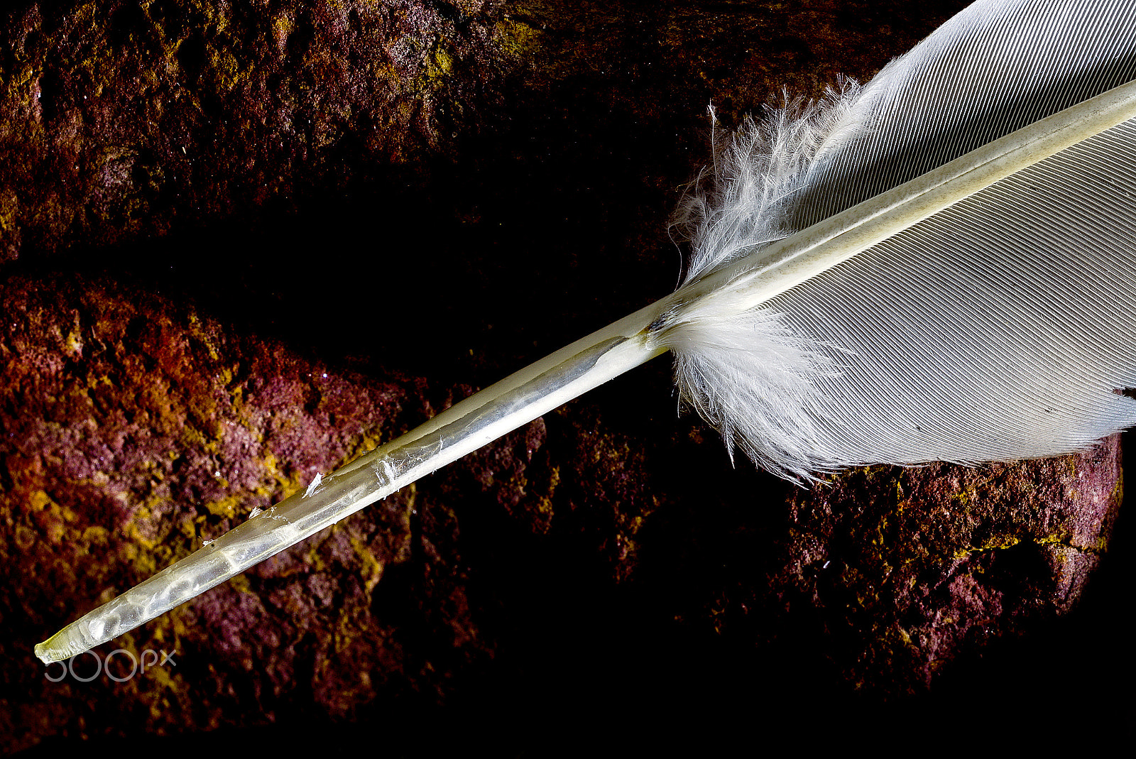 Sony a7S sample photo. Feather ditail photography