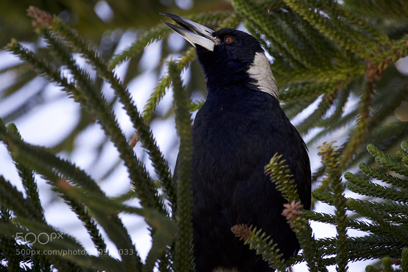 Canon EOS 5D Mark II sample photo. Magpie lark photography