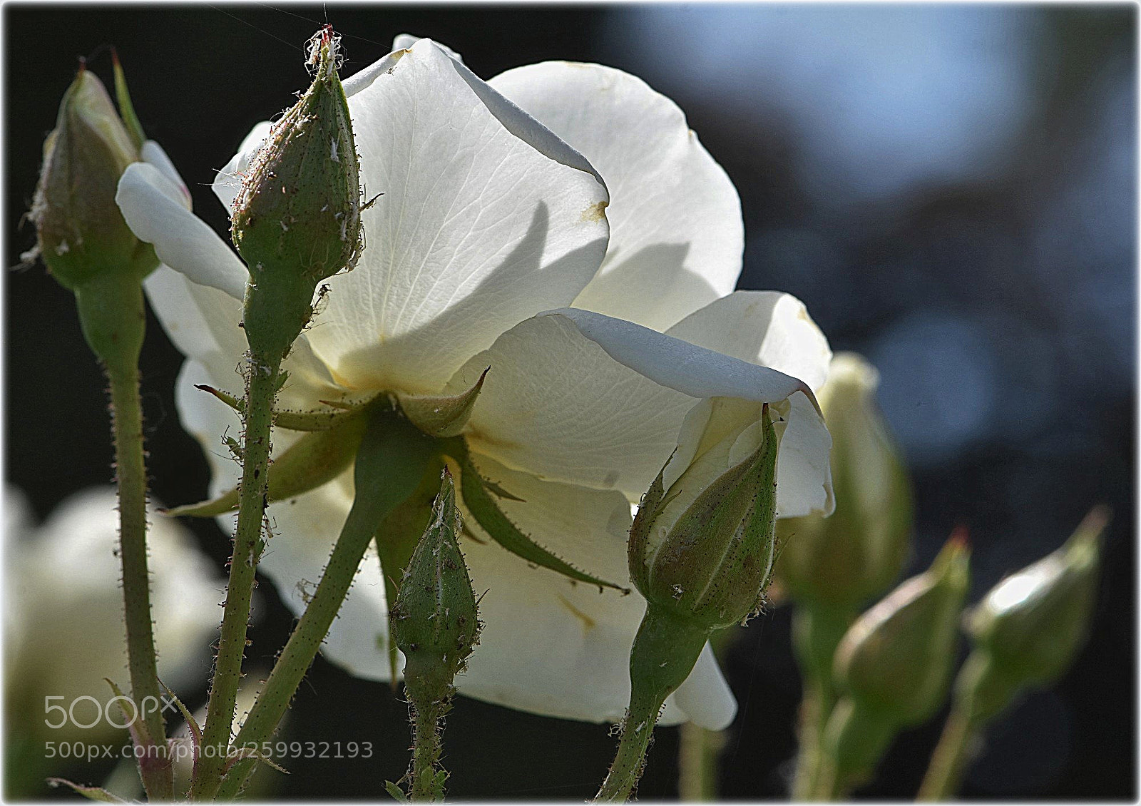 Nikon D7200 sample photo. "snow white" photography