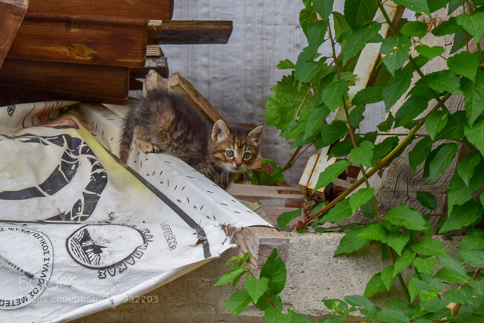 Nikon D3300 sample photo. A furry friend photography
