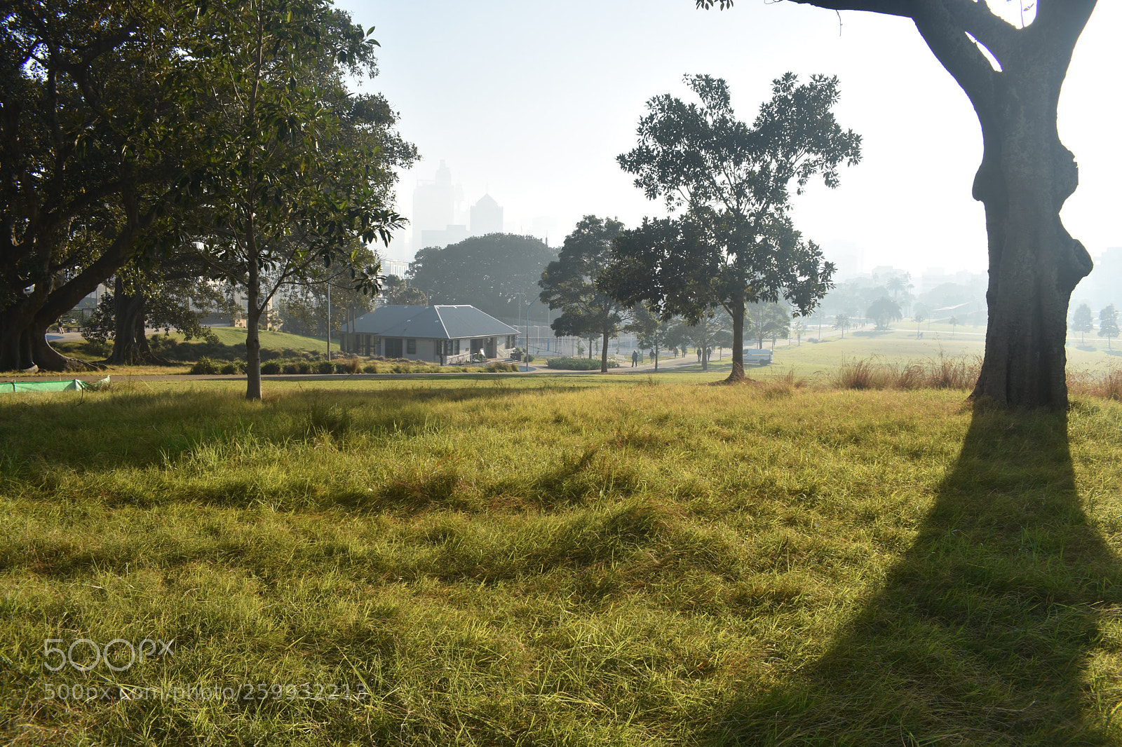 Nikon D3400 sample photo. A misty morning photography