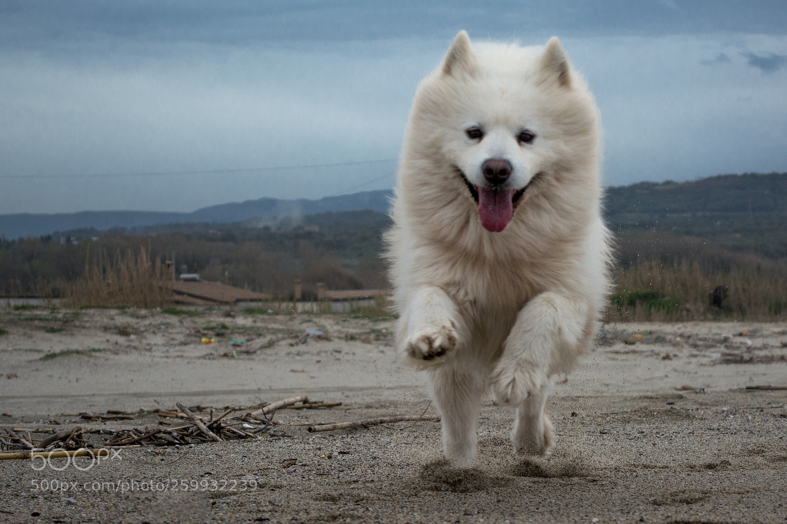 Nikon D5200 sample photo. The jump photography