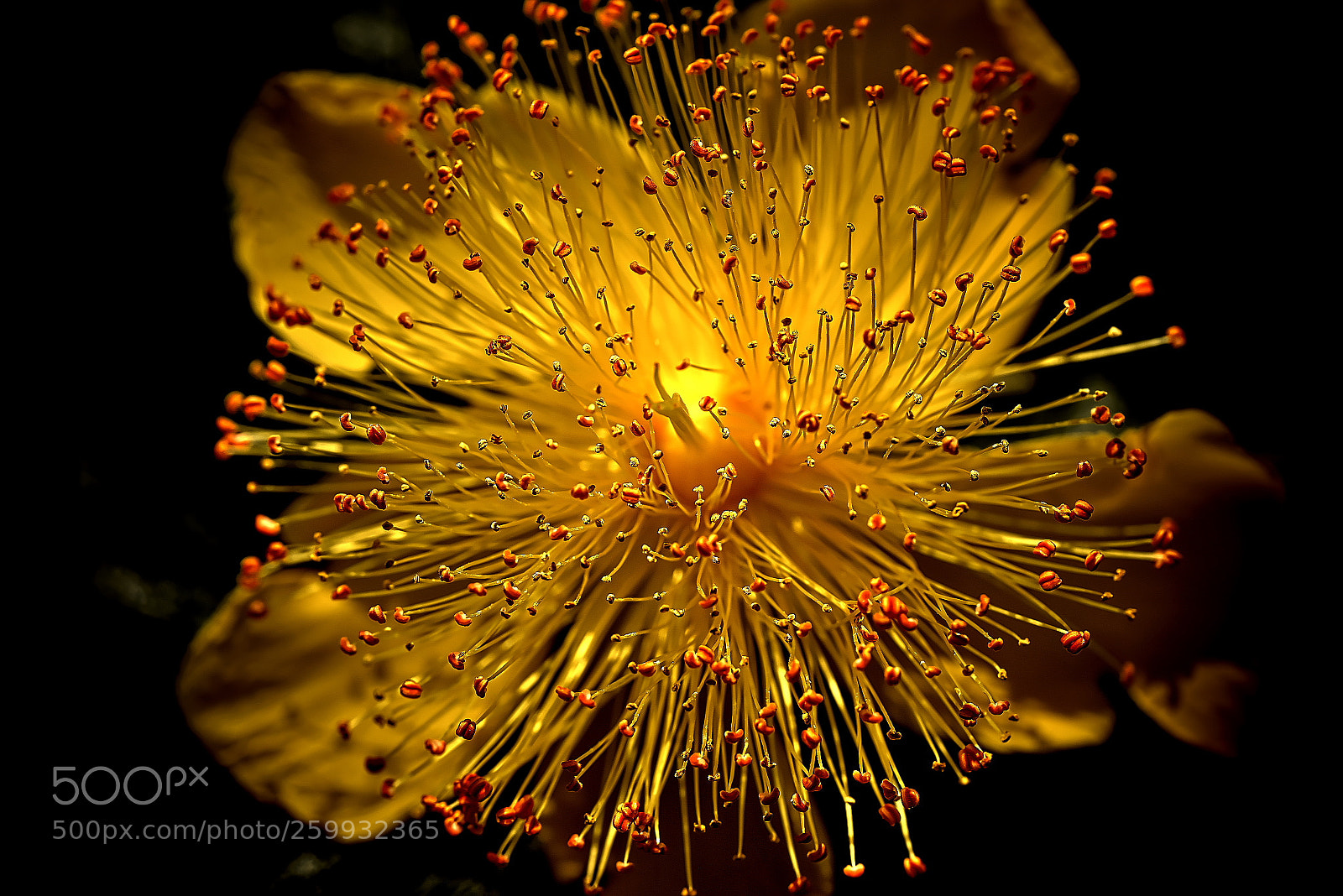 Sony a7R sample photo. Hypericum monogynum photography