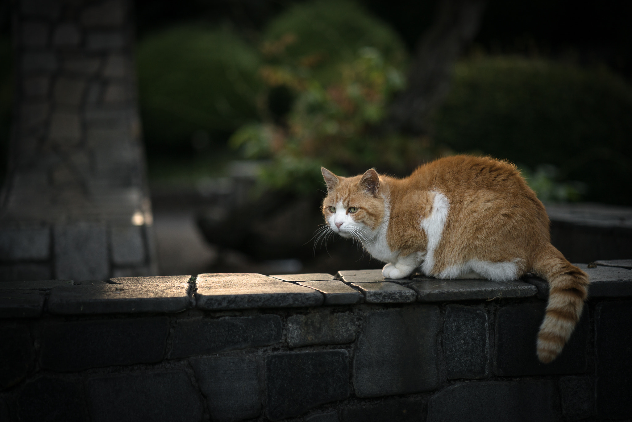 Sony a7S II sample photo. Spotlight photography