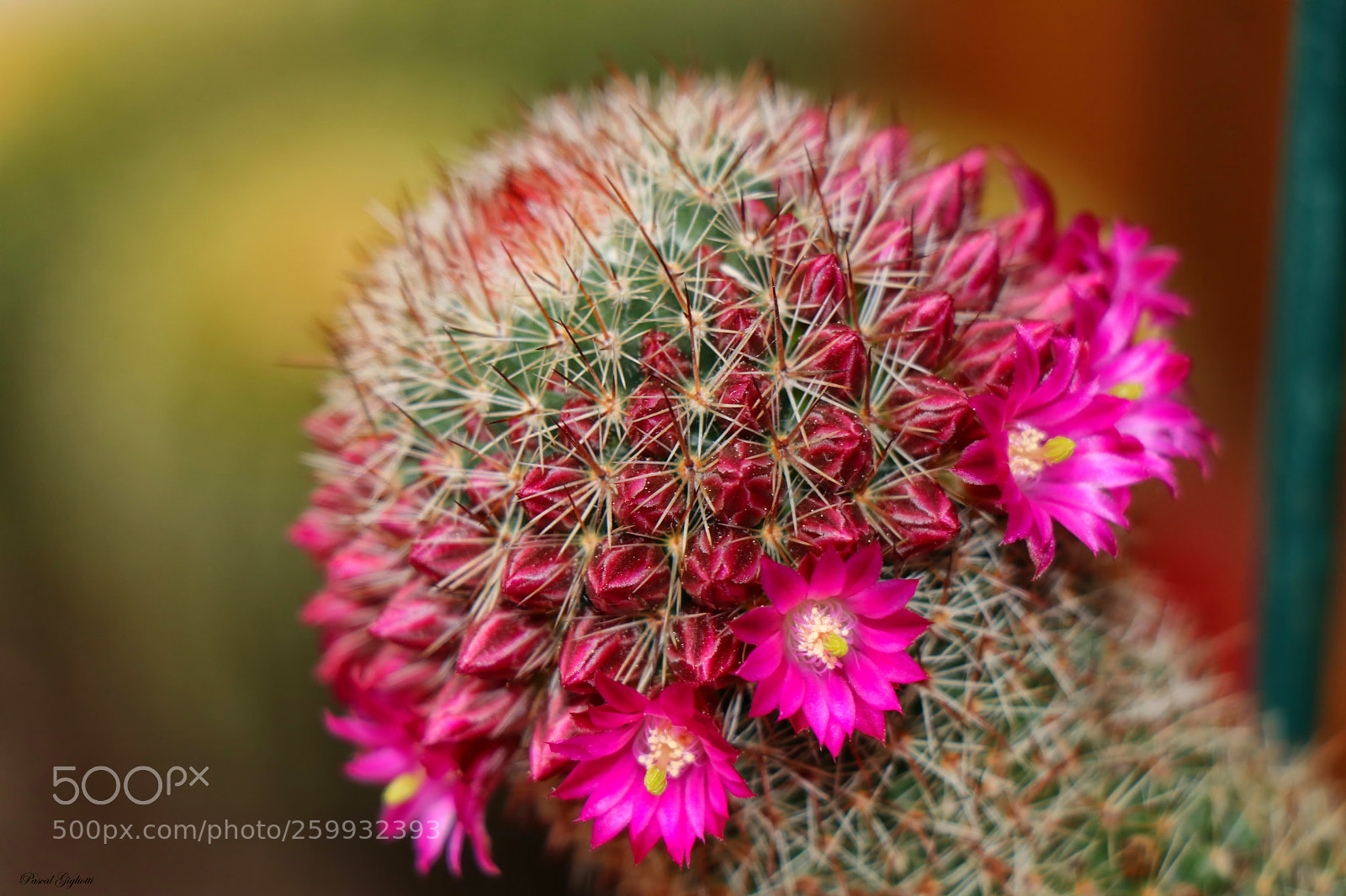 Canon EOS 80D sample photo. Cactus en fleurs photography