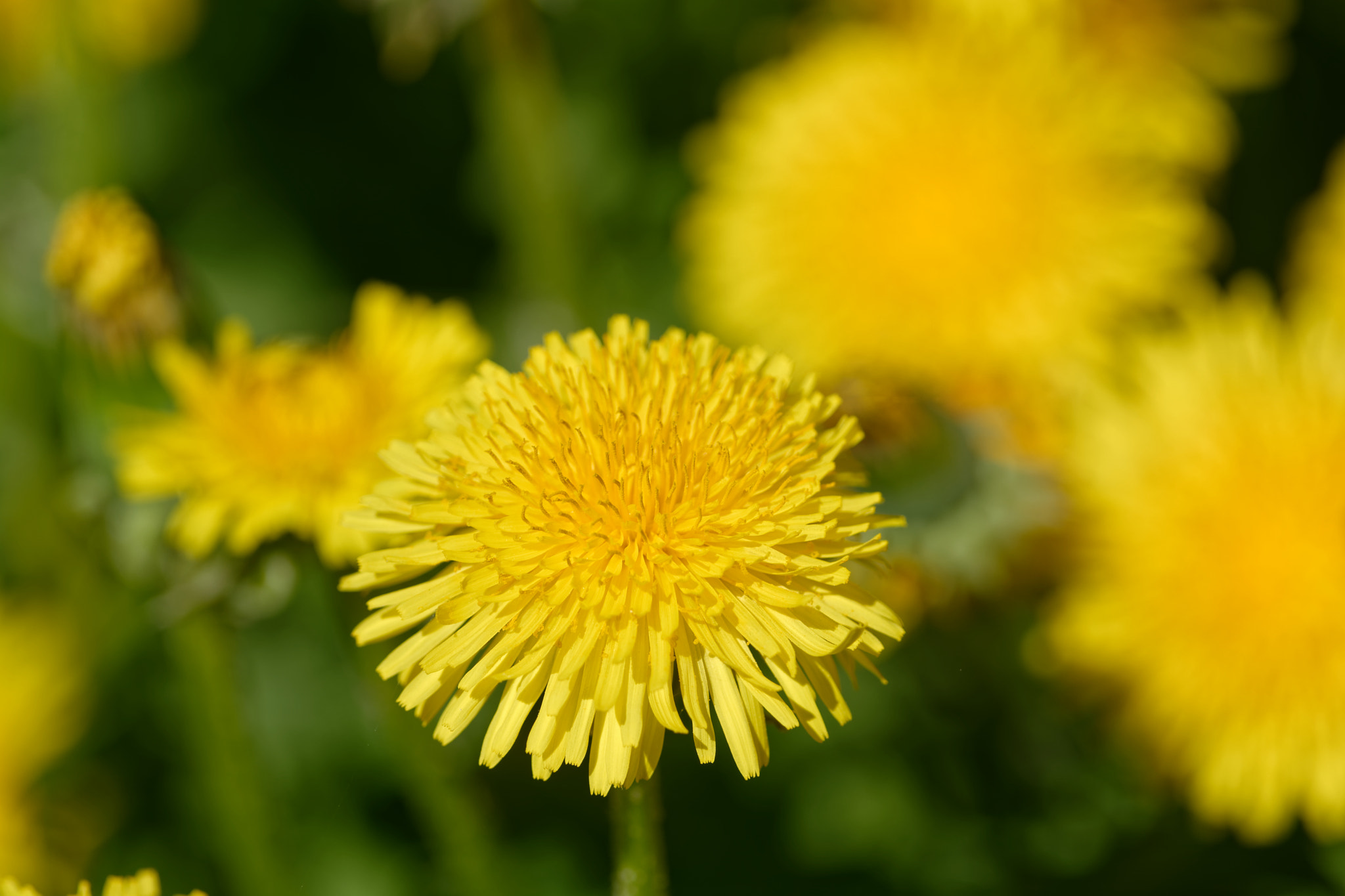 Nikon D7100 + Nikon AF-S Nikkor 300mm F4D ED-IF sample photo. Dandelion photography