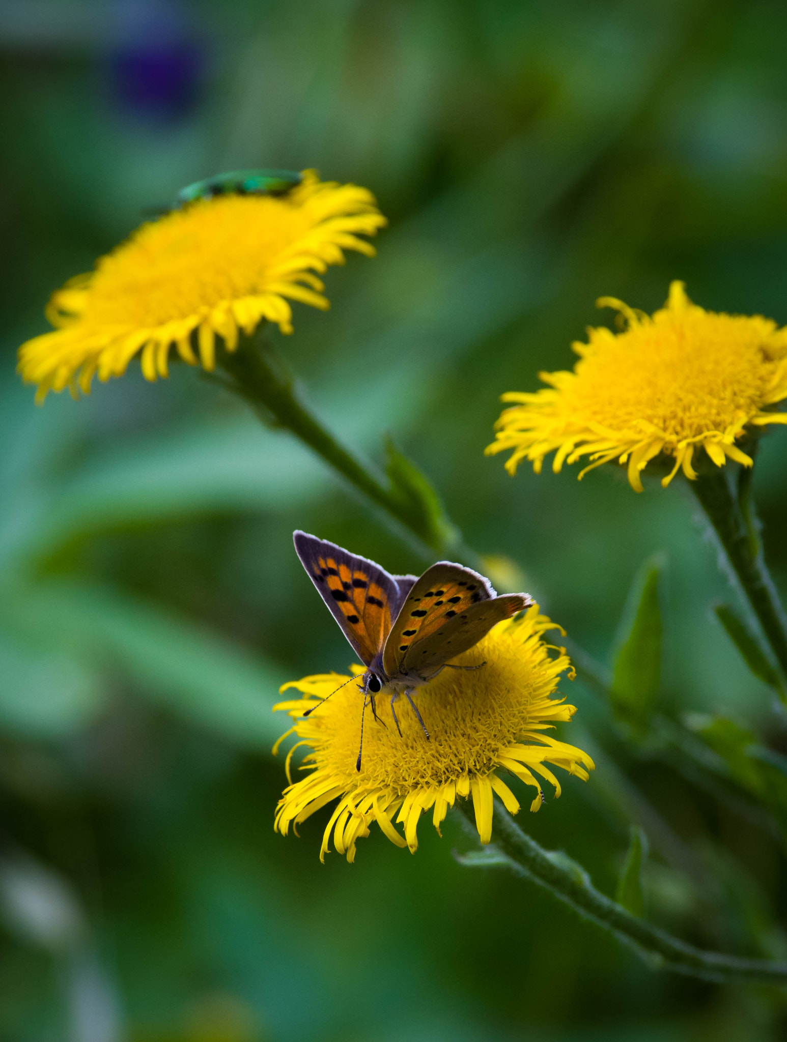 Pentax K-1 Mark II sample photo. Butterfly photography