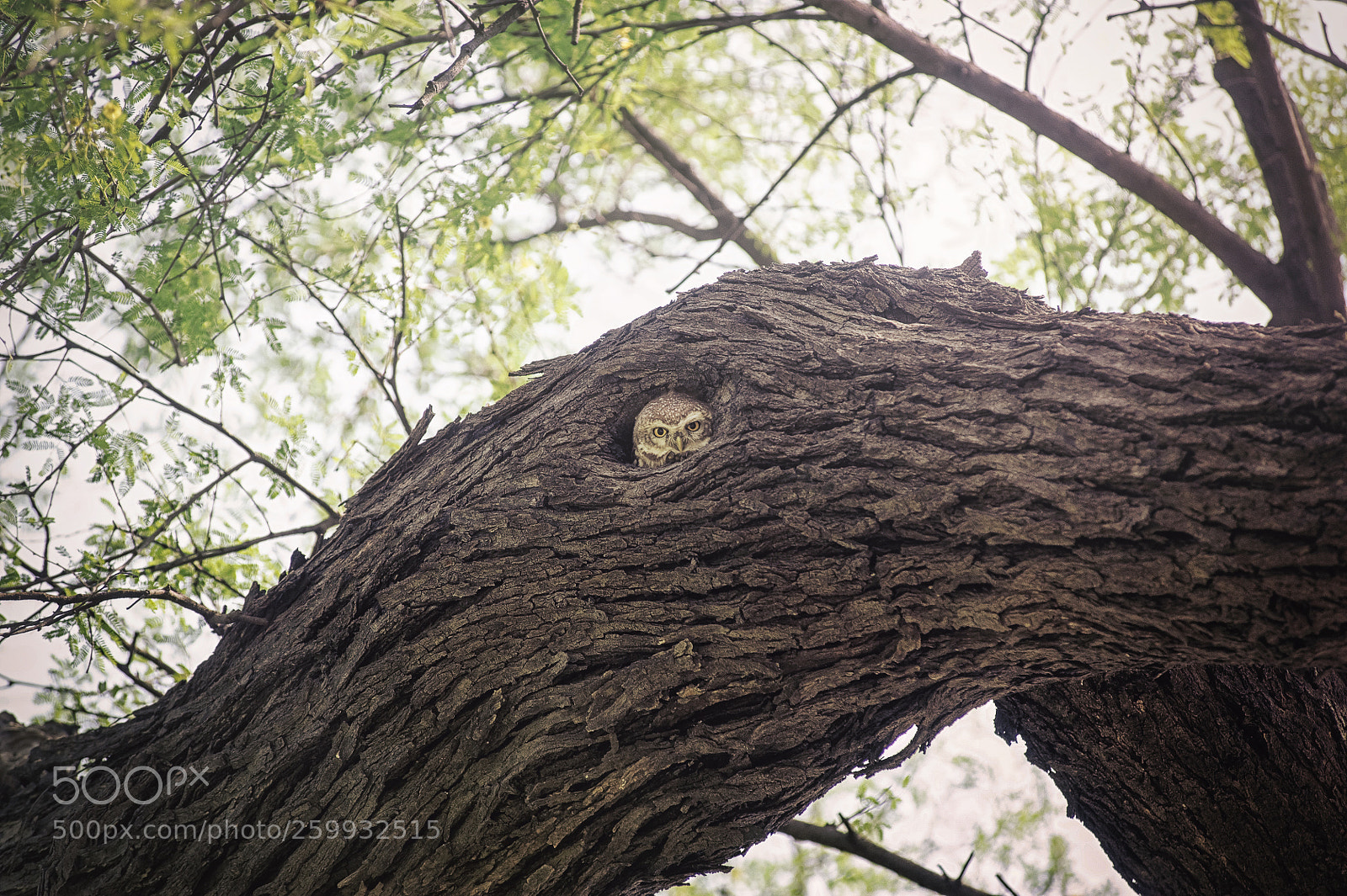 Nikon D700 sample photo. White owl photography