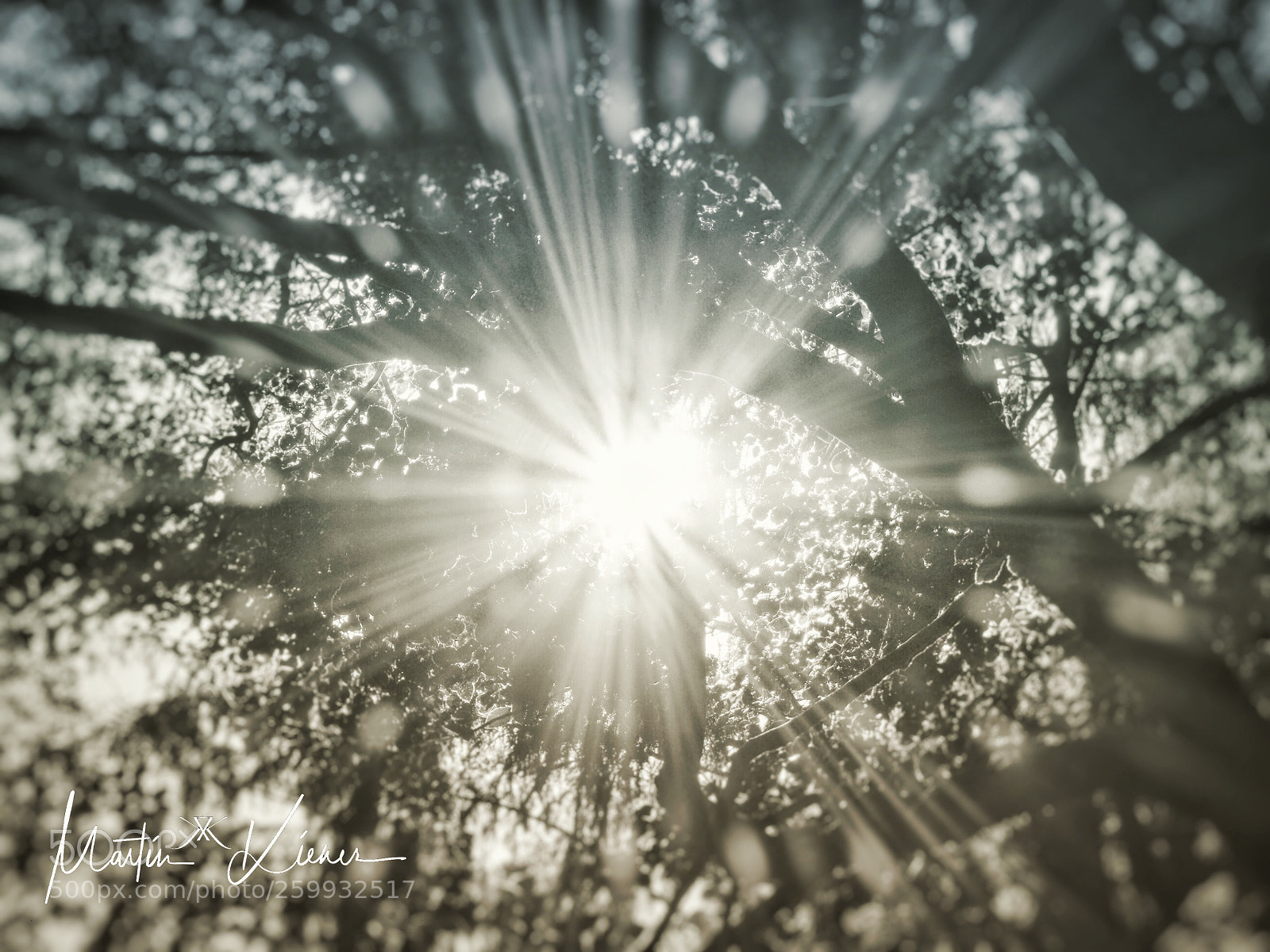 Olympus OM-D E-M1 Mark II sample photo. Sunny star - starry photography