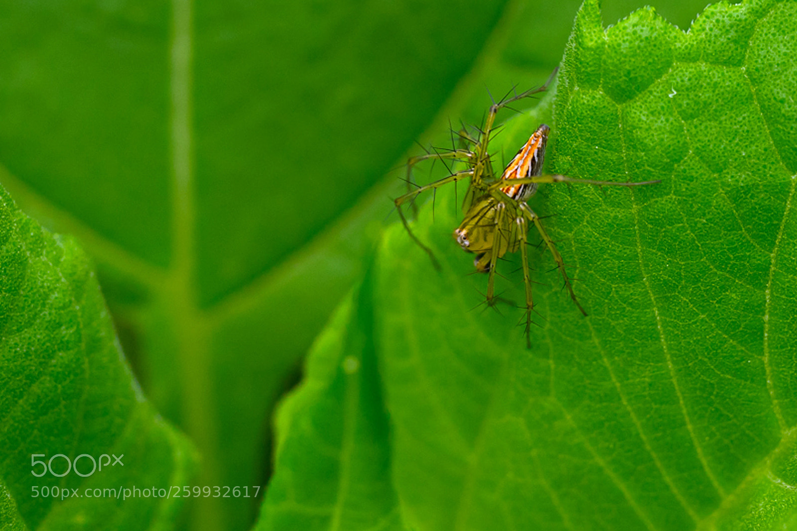 Sony a7 II sample photo. Oxyopes sertatus latrelle photography
